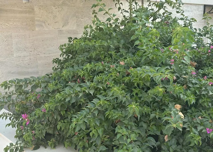 Regina Paloma With Swimming Pool *